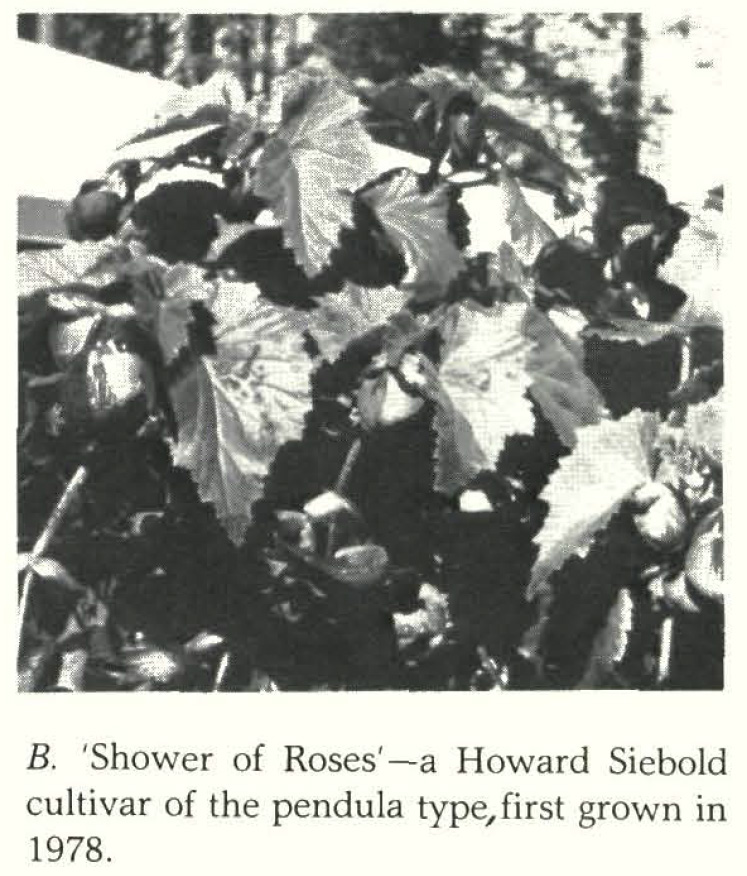 B. ‘Shower of Roses’